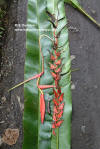 Heliconia oleosa